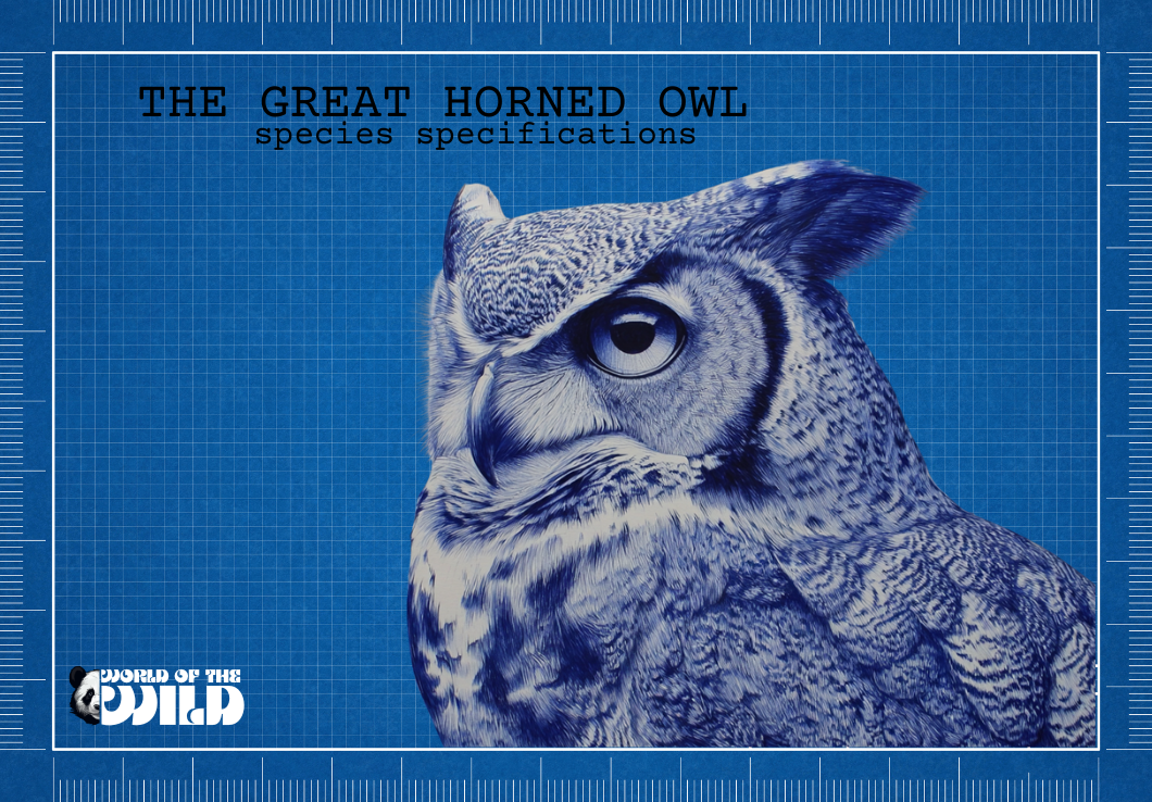 GREAT HORNED OWL