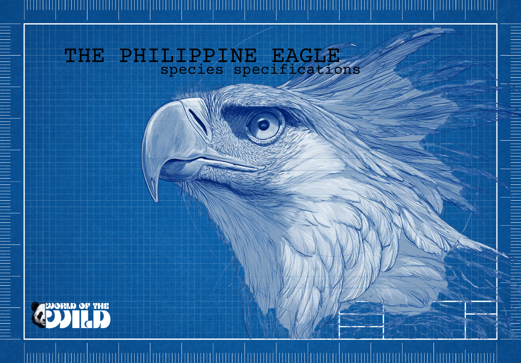 Philippine Eagle