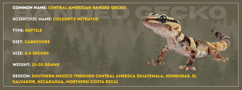Central American Banded Gecko