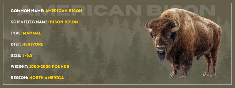 American Bison