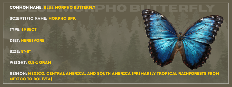 Ble Morpho Butterfly