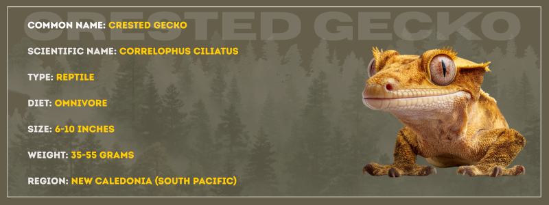 Crested Gecko