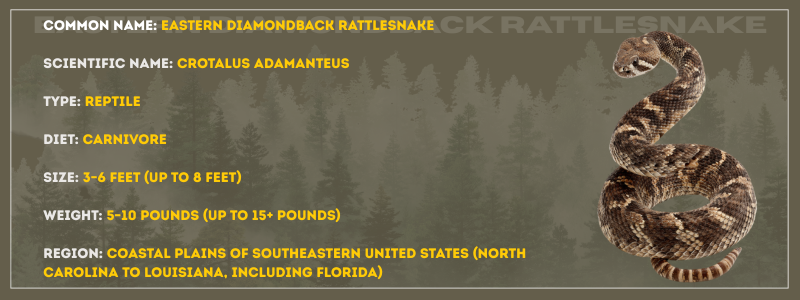 Eastern Diamondback Rattlesnake