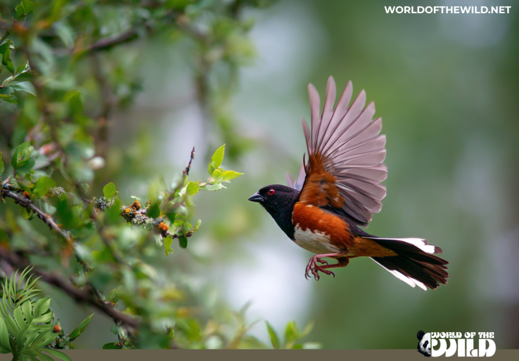 Eastern Towhee
