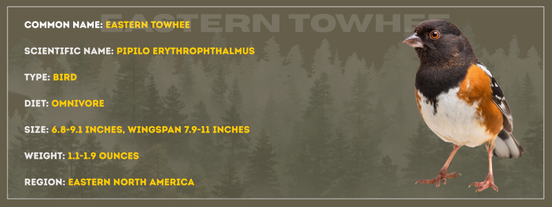 Eastern Towhee