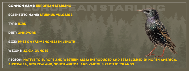 European Starling