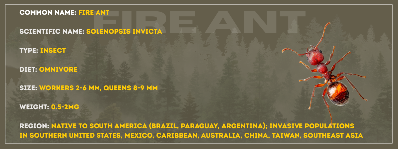 Fire Ant
