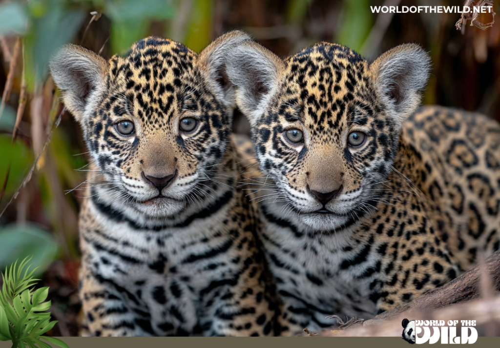 Jaguar Cubs