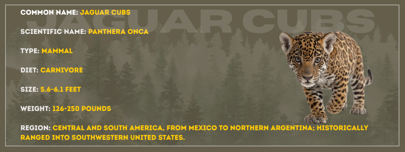 Jaguar Cubs