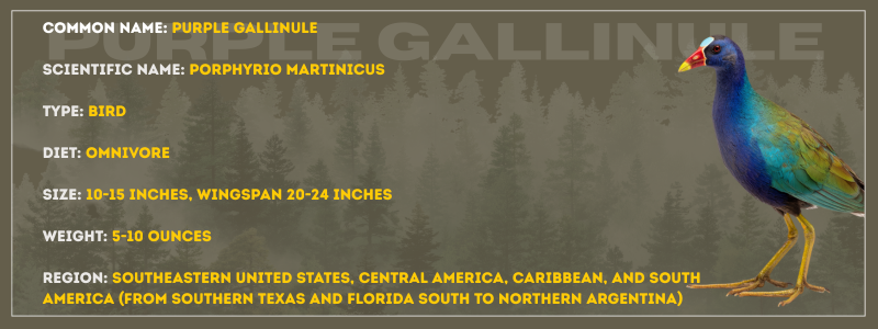 Purple Gallinule