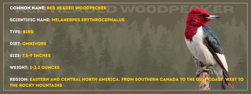 Red Headed Woodpecker