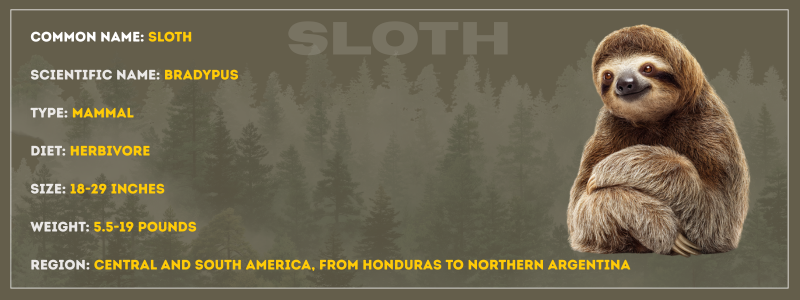 Sloth