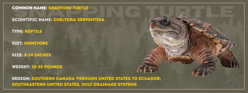 Snapping Turtle