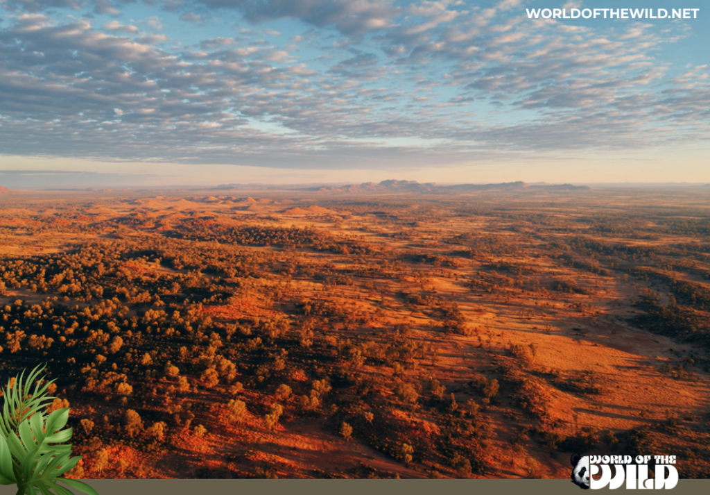 The Australian Outback