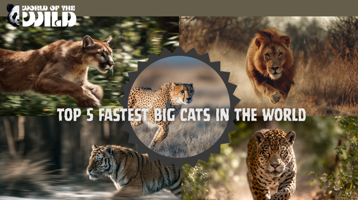The Top 5 Fasted Big Cats In the World