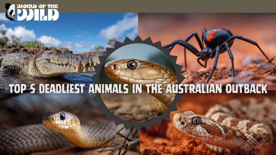 Top 5 Deadliest Animals in the Australian Outback