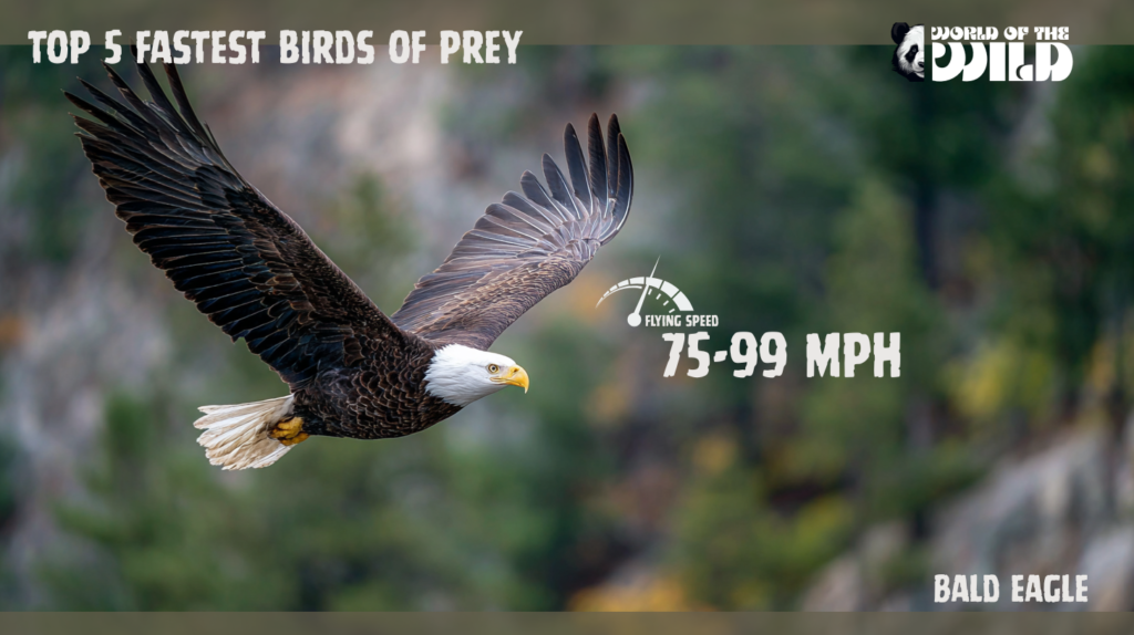 Top 5 Fastest Birds of Prey Bald Eagle