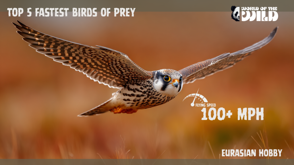 Top 5 Fastest Birds of Prey Eurasian Hobby