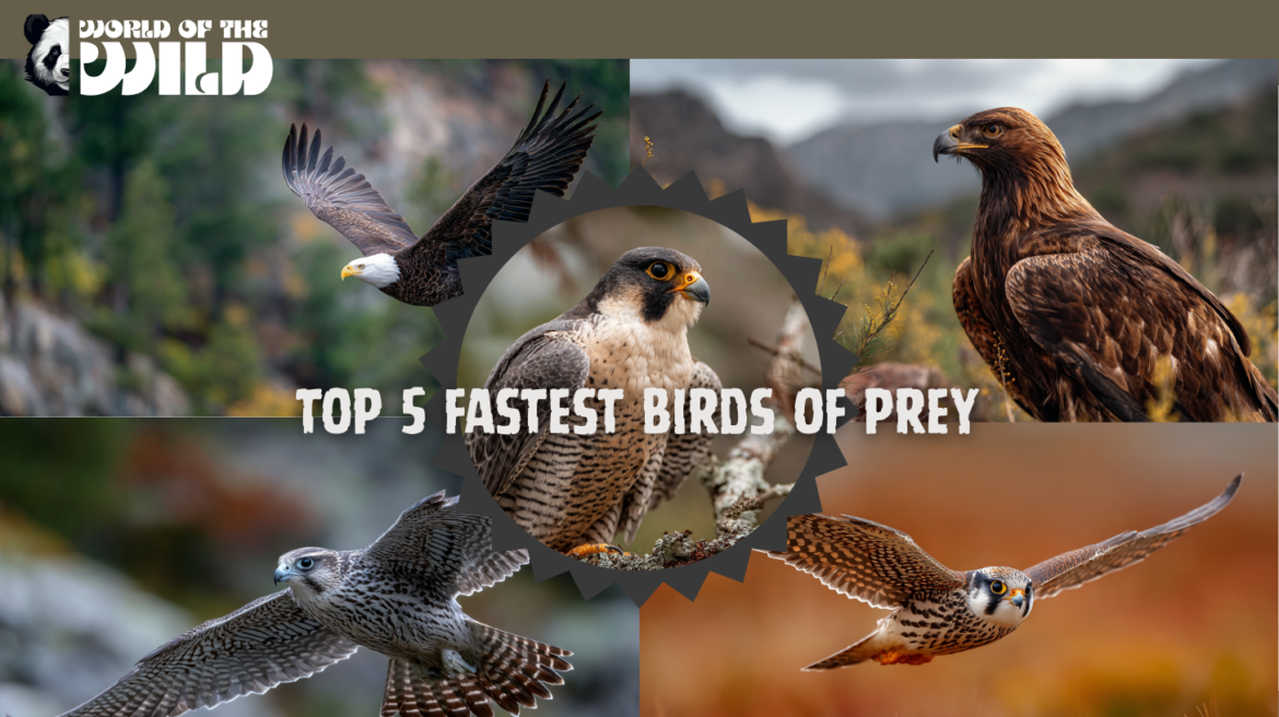 Top 5 Fastest Birds of Prey