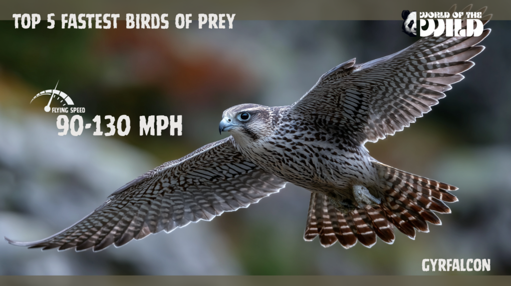 Top 5 Fastest Birds of Prey Gyrfalcon