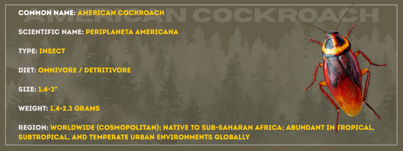 American Cockroach