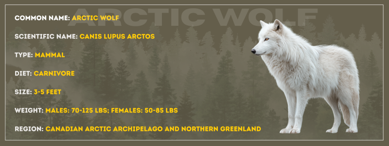 Arctic Wolf