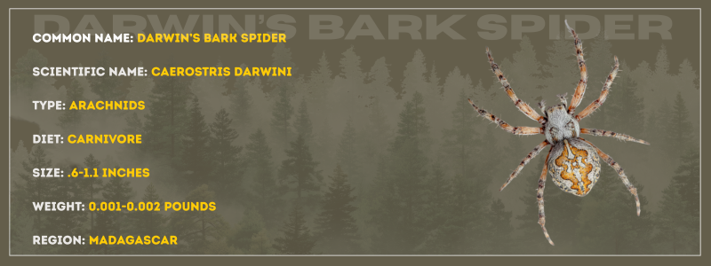 Darwin's Bark Spider