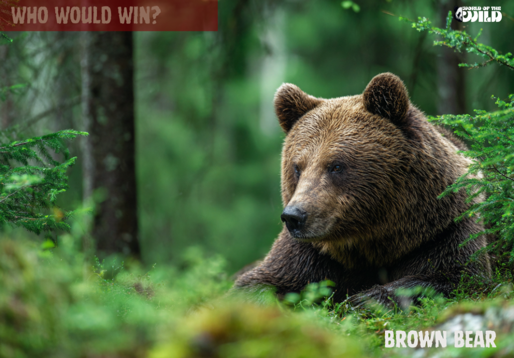 Brown Bear vs Black Bear