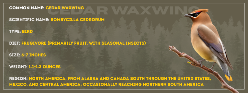 Cedar Waxwing