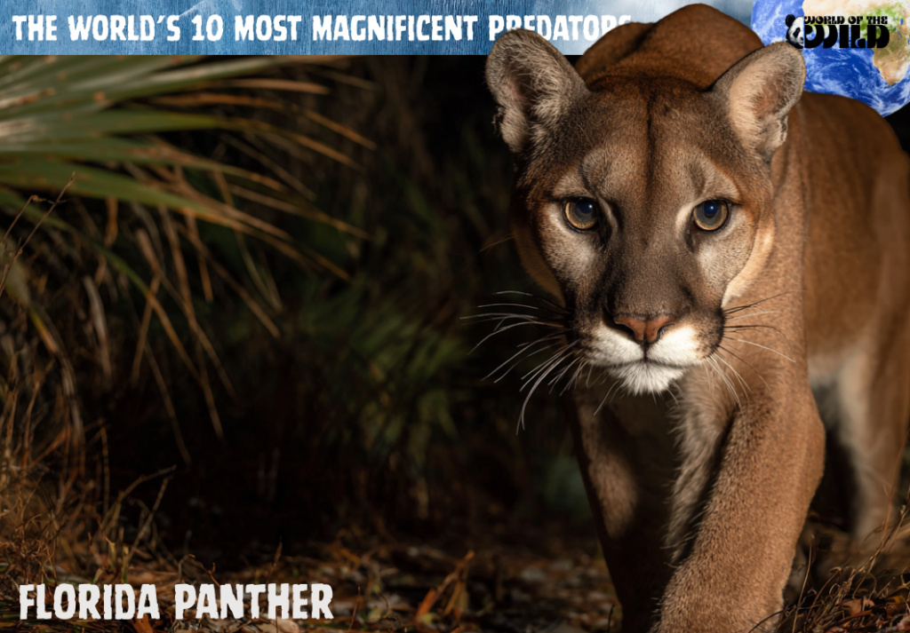 Florida Panther