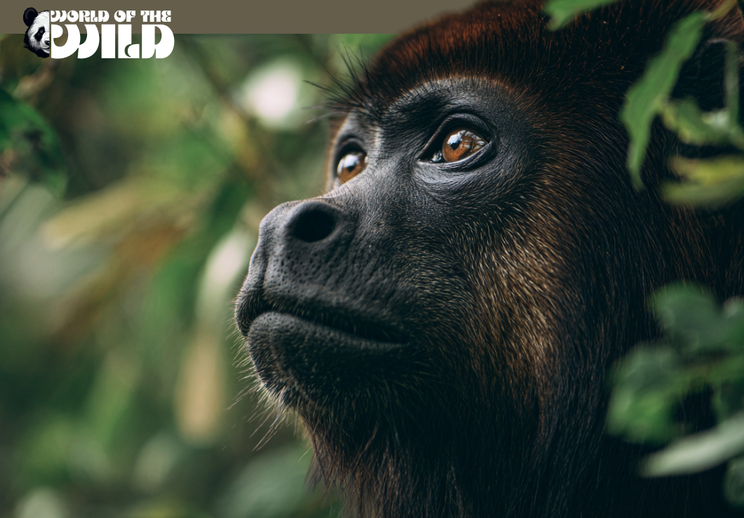 Howler Monkey