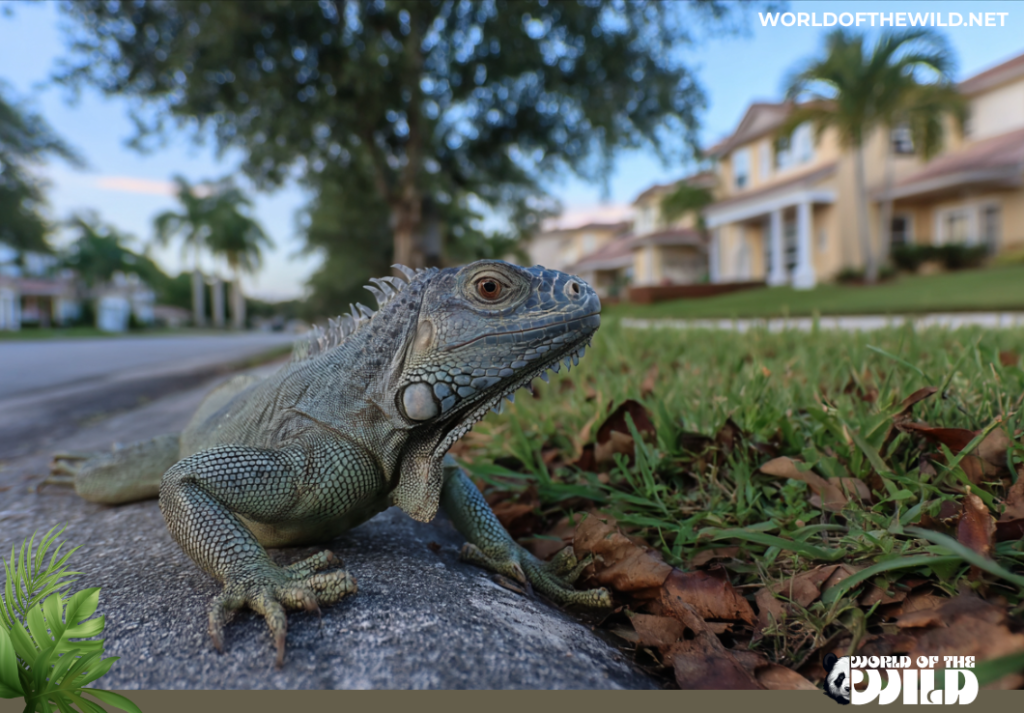 Invasive Species Iguana South Florida