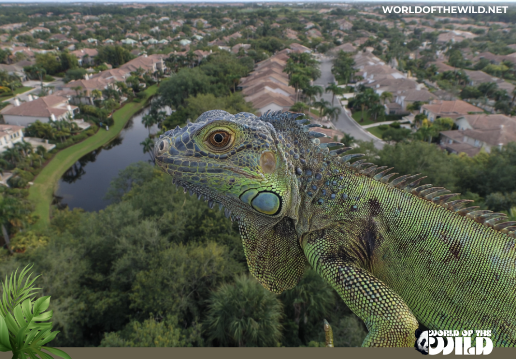 Invasive Species Iguana South Florida