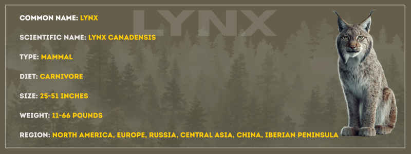Lynx
