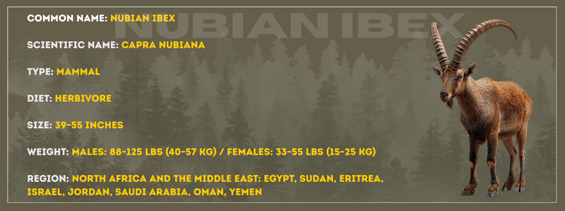 Nubian Ibex