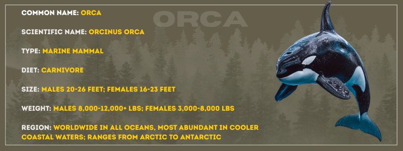 Orca