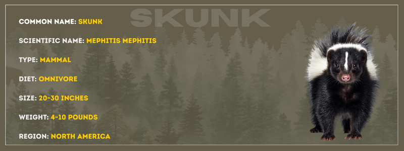 Skunk