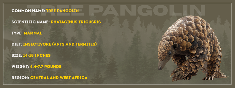 Tree Pangolin