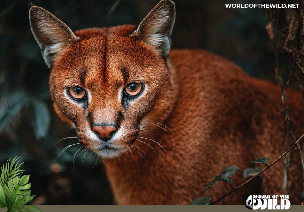 African Golden Cat