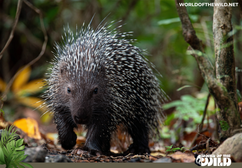 Cape Porcupine