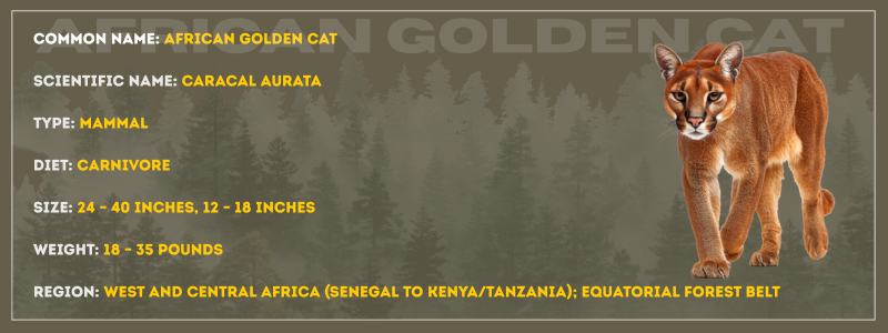 African Golden Cat