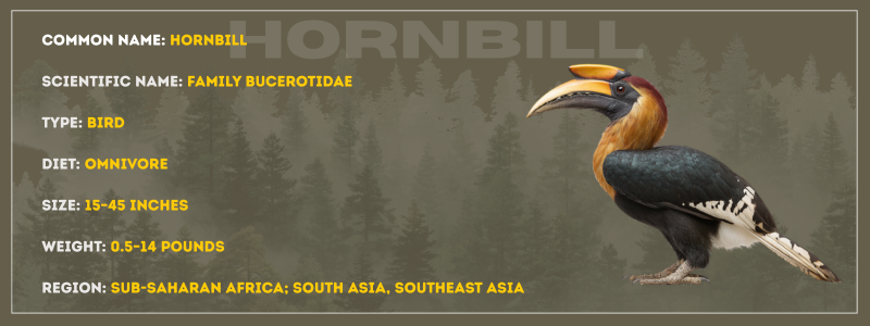 Hornbill