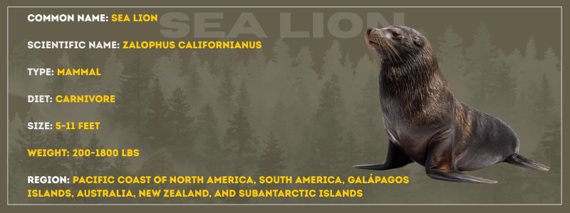 Sea Lion