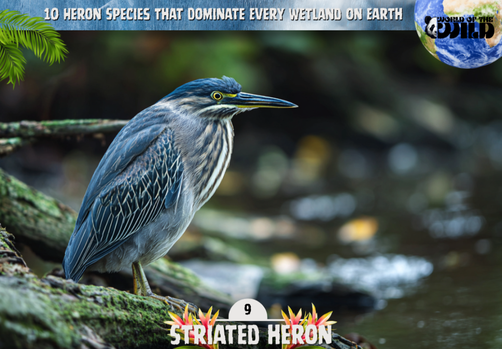 Striated Heron