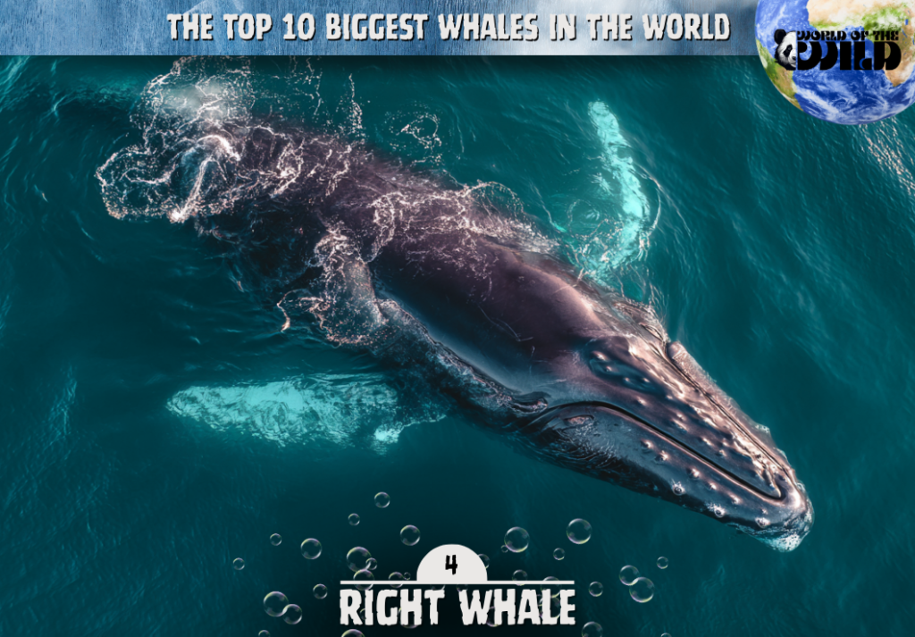 Right Whale