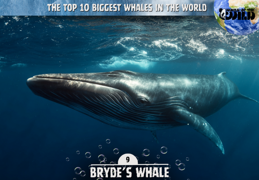 Bryde's Whale