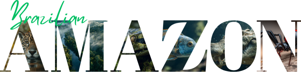Brazilian Amazon