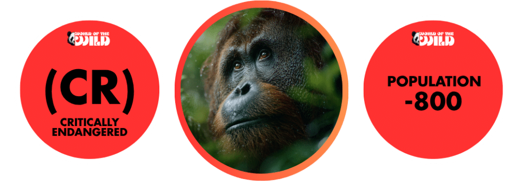 Tapanuli Orangutan