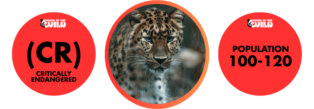 Amur Leopard