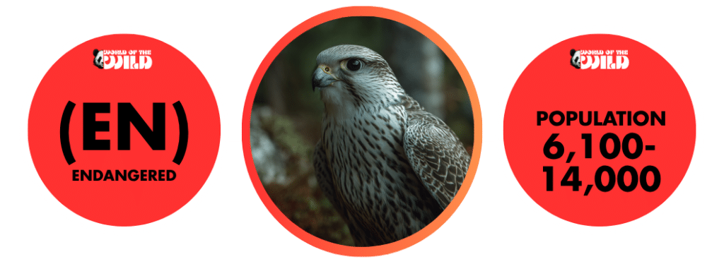 Saker Falcon